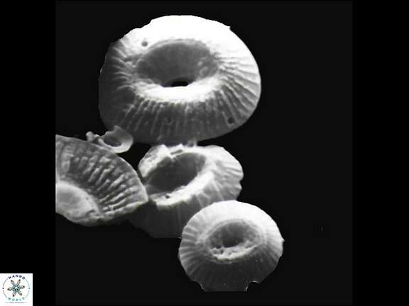 C miopelagicus C crassus C pelagicus a