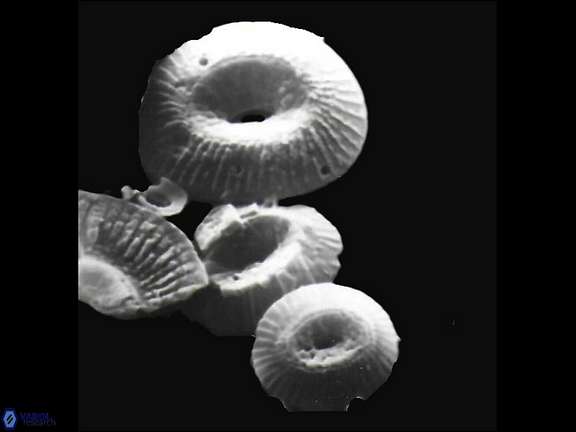 C miopelagicus C crassus C pelagicus a