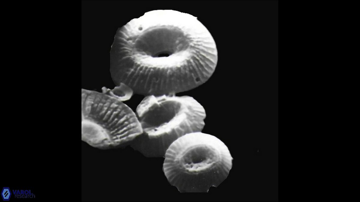 C miopelagicus C crassus C pelagicus a