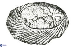 Neocrepidolithus neocrassus 22969
