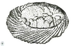 Neocrepidolithus neocrassus 22969