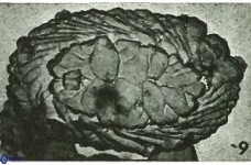 Neocrepidolithus neocrassus 22969