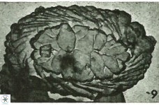 Neocrepidolithus neocrassus 22969