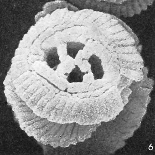 Sullivania nitida VR 024787