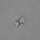 Calculites ovalis 18217