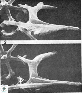 Ceratolithus atlanticus 43433