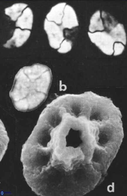 Calculites additus 5487