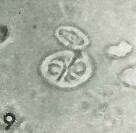 Chiastozygus amphipons 3024