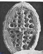 Crucicribrum anglicum 9279