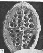 Crucicribrum anglicum 9279