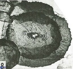 Asperolithus apomnemoneumus 56435