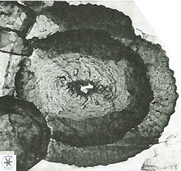 Asperolithus apomnemoneumus 56435