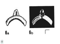 C arcuatus 1