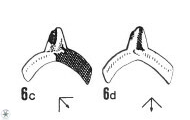 C arcuatus 2