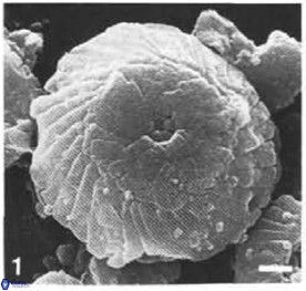 Cyclagelosphaera argoensis 12637