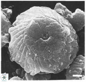 Cyclagelosphaera argoensis 12637
