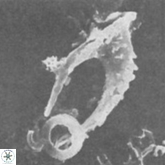 Ceratolithus armatus VR 09208
