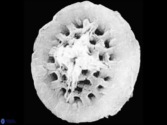 C barremianus Crux SEM