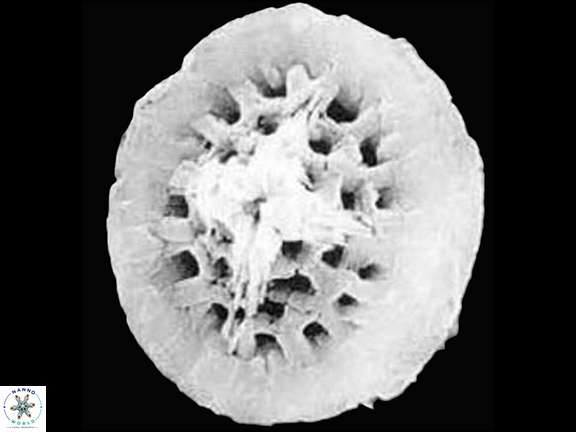 C barremianus Crux SEM