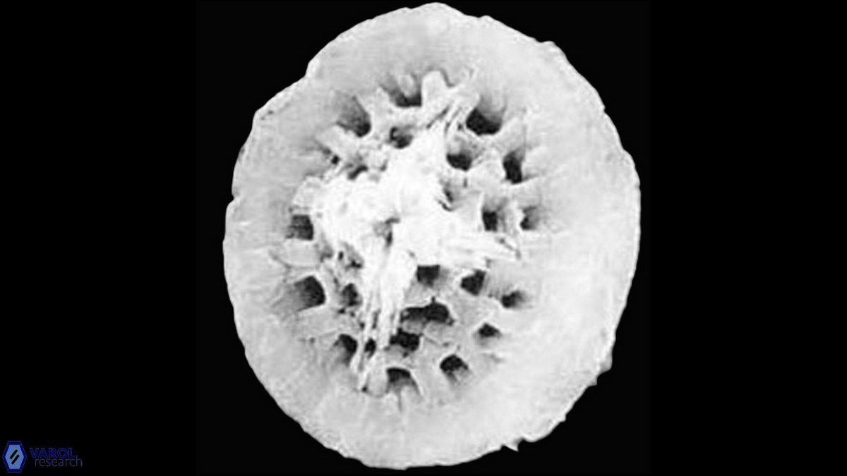 C barremianus Crux SEM