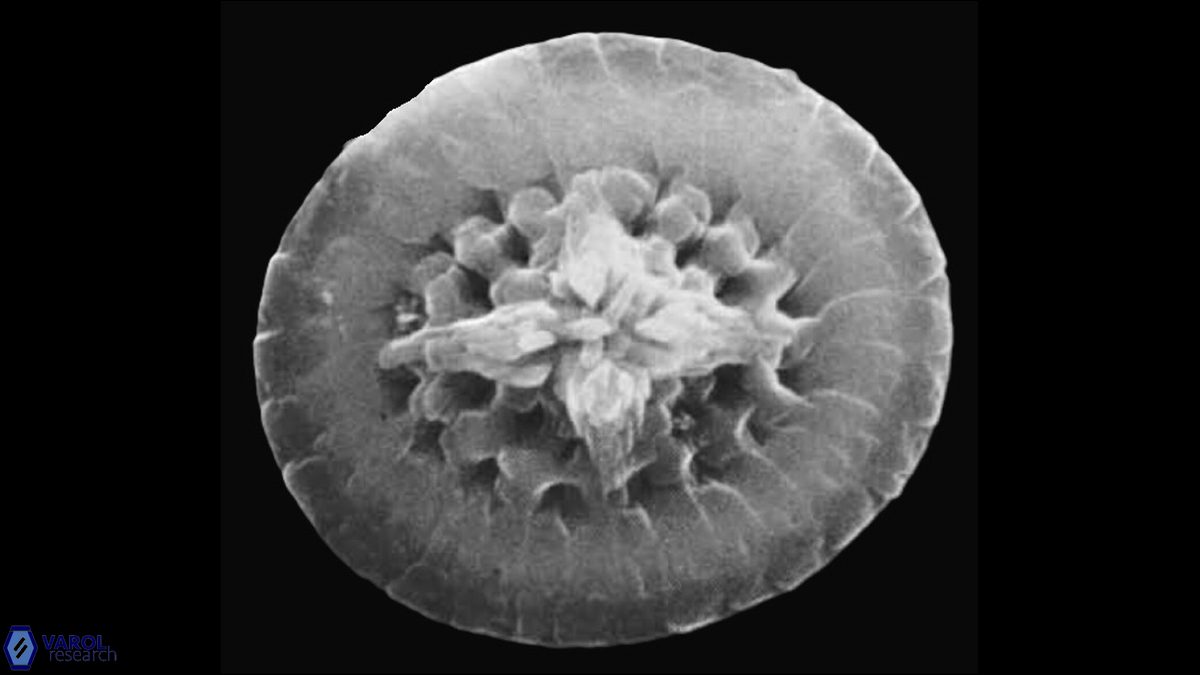 C barremianus SEM Wise Wind a