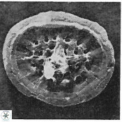 Cretarhabdus barremianus 10744