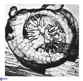 Coptolithus baticlypeatus 8852
