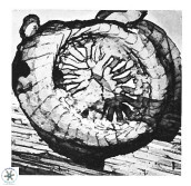 Watznaueria baticlypeatus 8852