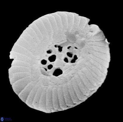 C pauciperforatus