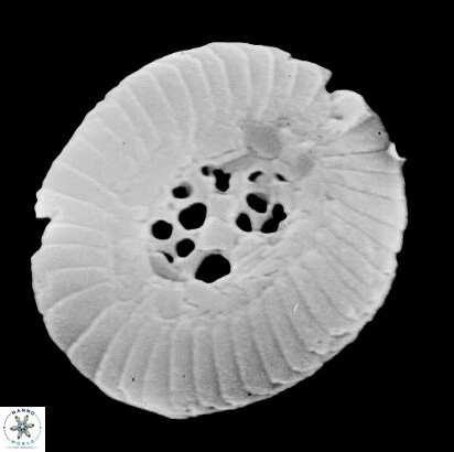 C pauciperforatus