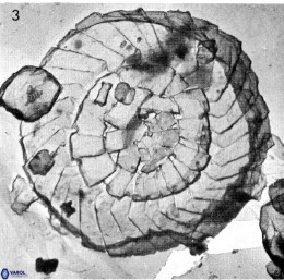 Cyclagelosphaera bergeri 41126
