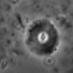 Calcidiscus bicircus 1995