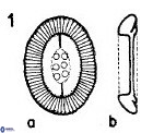 Prinsius bisulcus 70984
