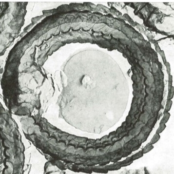 Pedinocyclus bramlettei 1957