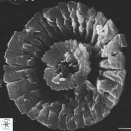 Cyclagelosphaera brezae 10533