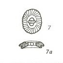 Ellipsagelosphaera britannica 5187