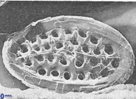 Crucicribrum cuniculatum 9374