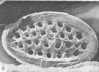 Crucicribrum cuniculatum 9374