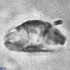 Cruciellipsis cuvillieri cuvillieri 3482