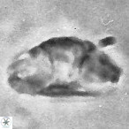Cruciellipsis cuvillieri cuvillieri 3482