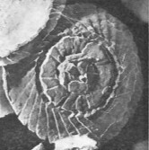 Cyclagelosphaera casarubrensis 8986