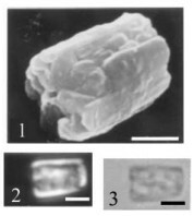 Calcivascularis cassedyi 33128