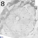 Biscutum centriperforatus 2289