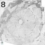 Biscutum centriperforatus 2289