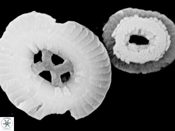 C cf californica 1