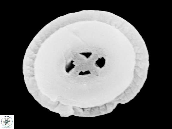 C cf californica 2