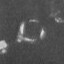 Cribrosphaerella circula 13842