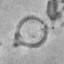 Cribrosphaerella circula 13842