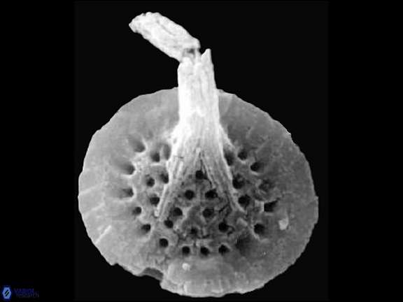 C circularis Salomon SEM a