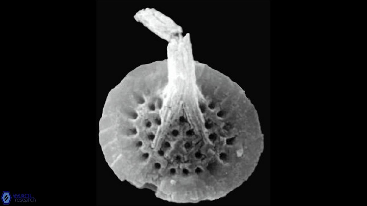 C circularis Salomon SEM a